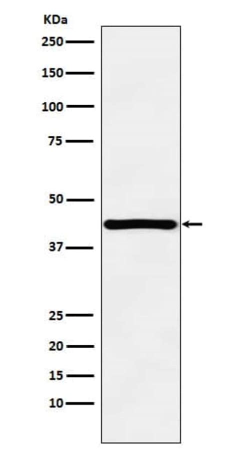 Hoxa Antibody Sr Novus Biologicals G Unconjugated