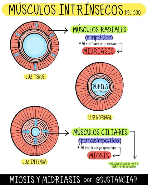 M Sculos Intr Nsecos Del Ojo Cosas De Enfermeria Fundamentos De