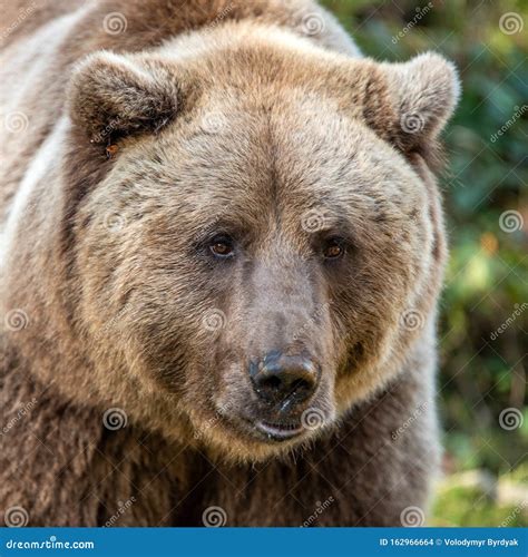 Beautiful Close Up Portrait Of The Brown Bear Stock Photo Image Of