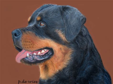 Rottweiler By Pat71art On Deviantart