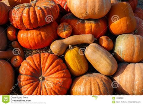 Colorful Pumpkins Collection On Outdoor Autumn Market Stock Image