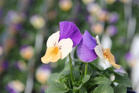 Viola Penny Peach Jump Up Valleybrook Gardens Ltd Flickr