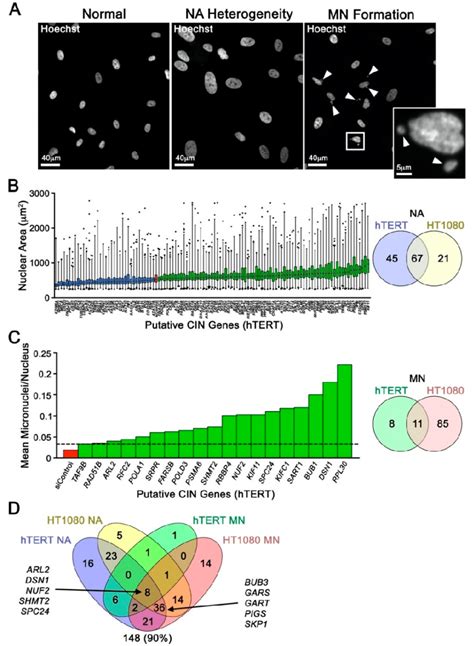 Single-Cell Quantitative Imaging Microscopy Uncovers Putative ...