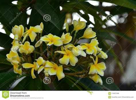 Fundo Da Mola As Flores Amarelas Bonitas Flores Amarelas Em Um