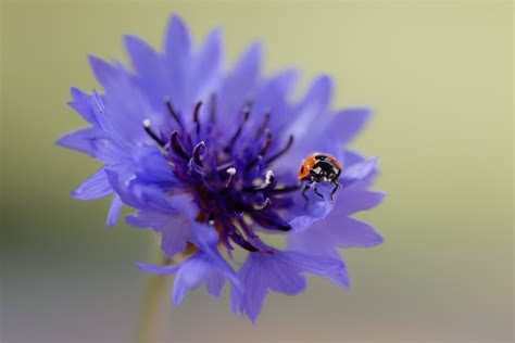 Coccinelle Dahou T Bretagne Josie Staehle Flickr