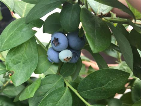 How To Grow Blueberries In Texas Lettuce Grow Something