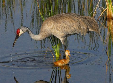 Sandhill Crane Bird Rare Birds Beautiful Birds Pet Birds