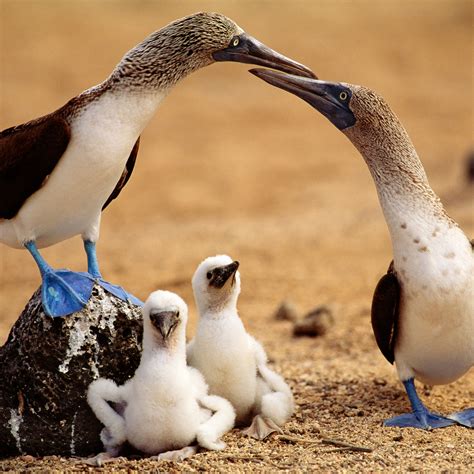 Blue Footed Booby