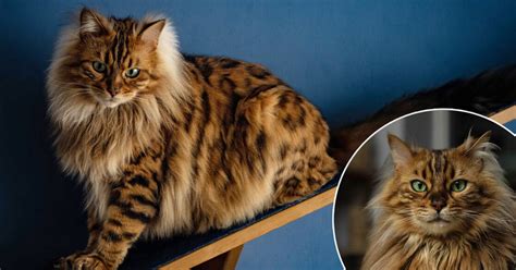 PHOTOS: Meet Cezar, the Cashmere Bengal Cat Who Looks Like an Adorable ...