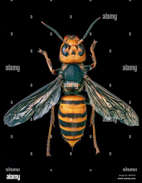 Asian Giant Hornet Japanese Giant Hornet Also Murder Hornet Vespa