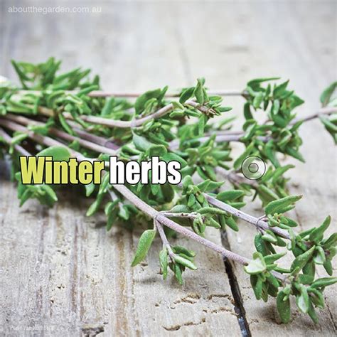 Seven 7 Culinary Winter Herbs About The Garden Magazine