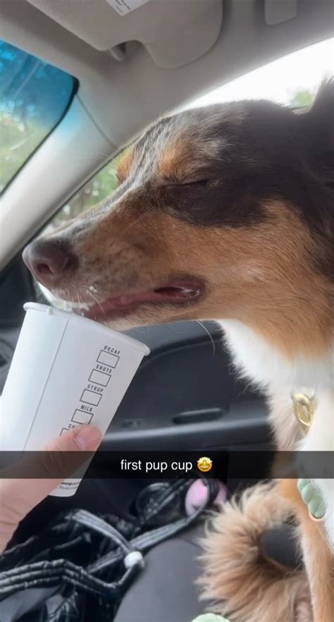 First Pup Cup Raustralianshepherd