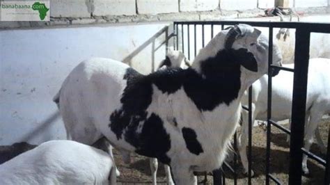 Achat Vente Animaux Ladoum De 3 Mois Dakar Banabaana