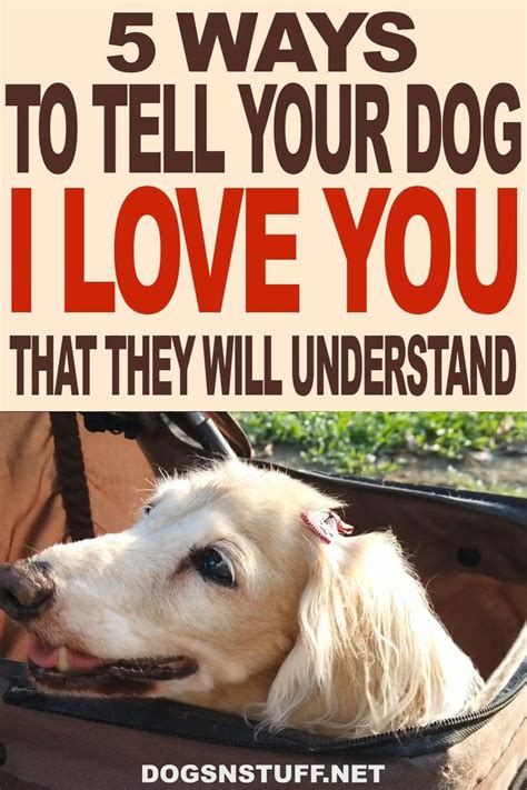 How To Tell Your Dog You Love Them In Their Own Language Video Video