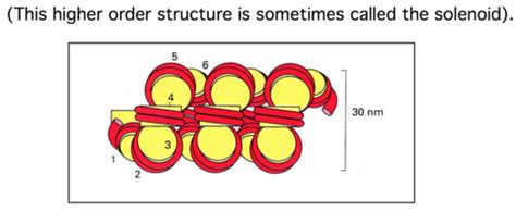 Biol 300 Flashcards | Quizlet 