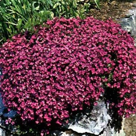 Rock Cress Cascade Red Aubrieta Hybrida Superbissima 50 Seeds Seeds