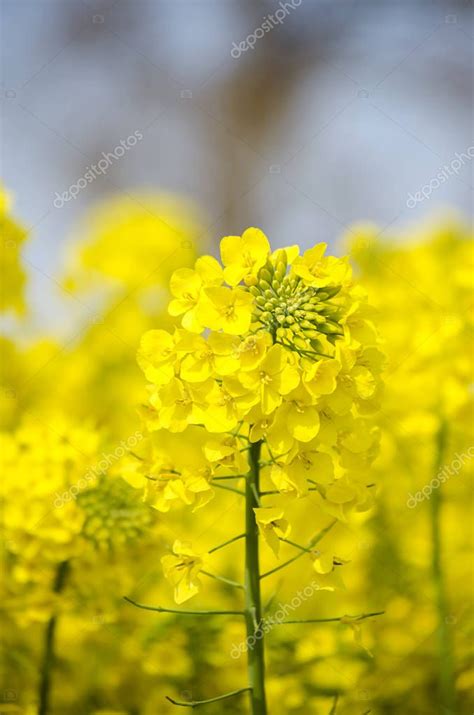 Plantas Con Flores Planta De Colza En Primavera Sobre Un Fondo Azul