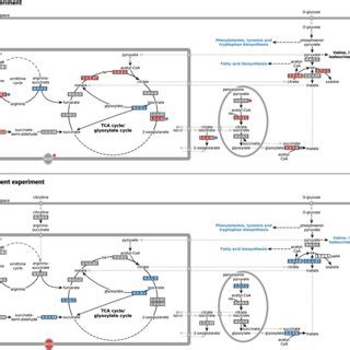 RNA seq mapping and differential expression analysis. | Download ...