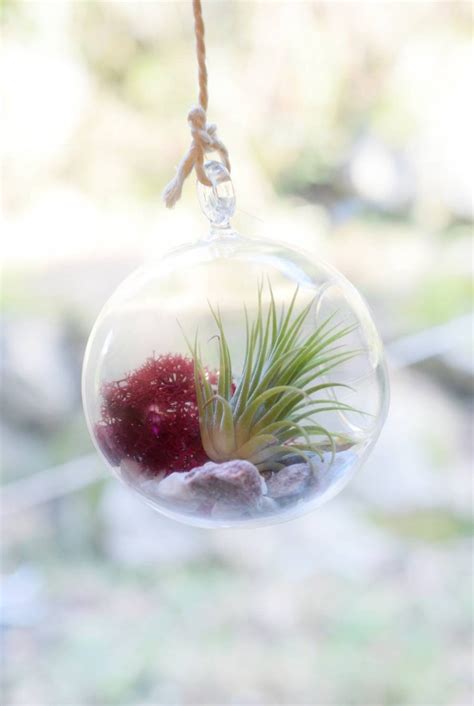 Terrarium Kit Air Plant In Hanging Glass Bauble 12cm Air Etsy UK