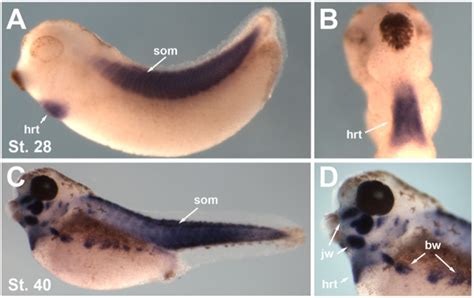 Unc45b Expression In Xenopus Tropicalis A Wish Showing Unc45b