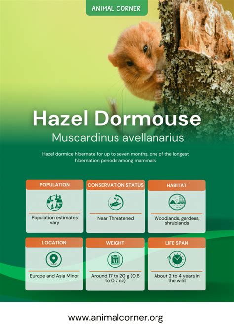 Hazel Dormouse - Key Mouse Facts, Information & Pictures