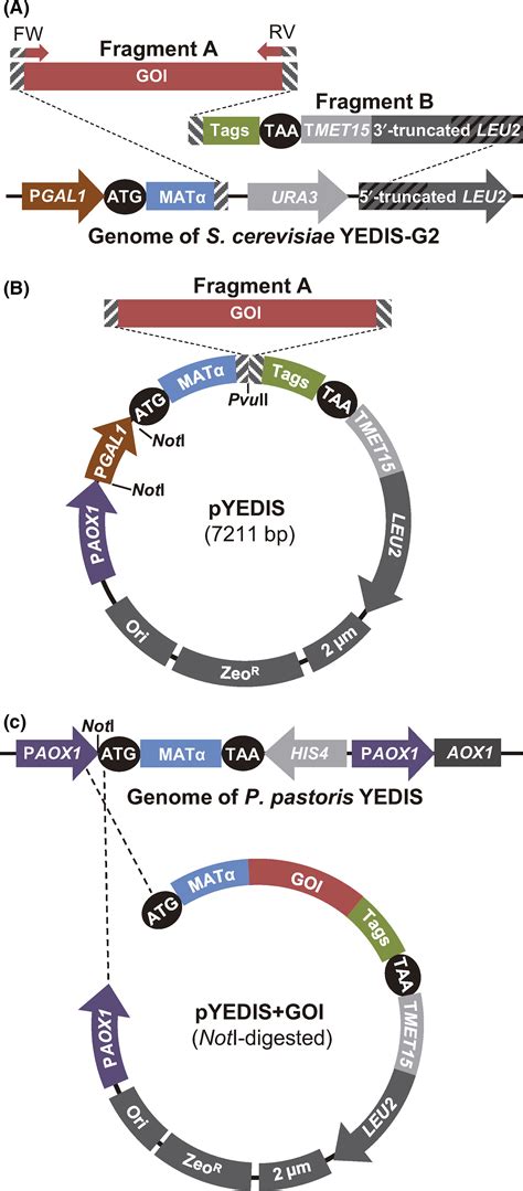 New Tools For Highthroughput Expression Of Fungal Secretory Proteins