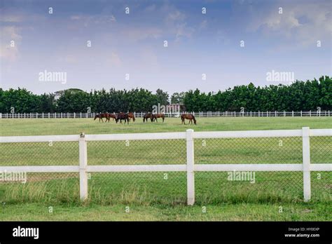 Poonawalla stud farm, pune, maharashtra, india, asia Stock Photo - Alamy