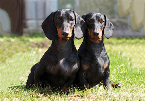 Dachshund Standard Smooth Haired And Miniature Smooth Haired Breeds