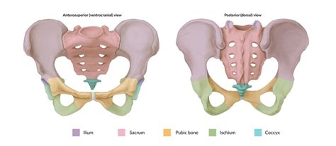 Diagram Of Pelvis Quizlet