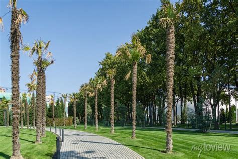 Alley Of Chinese Windmill Palm Trachycarpus Fortunei Or Chusan Wall