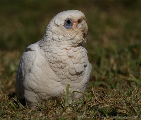 Crazy Corellas « lirralirra