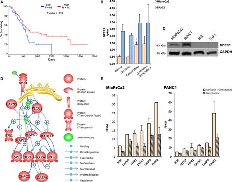 GPER1 As Proposed Molecular Mechanism Of Genistein In Pancreatic Cancer