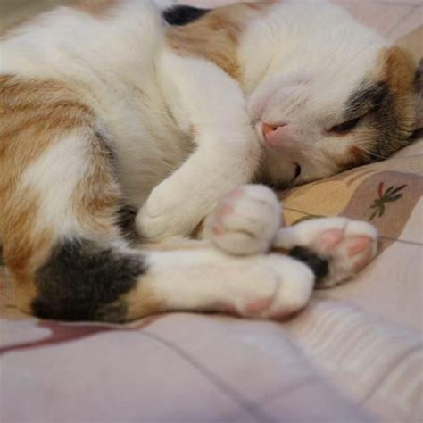 Qu Tienen De Especial Las Gatas Tricolor Conoce Su Leyenda Gato