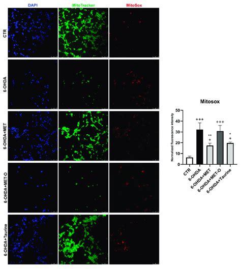 On The Left Mitotracker Green Mitosox Red And Dapi Representative Download Scientific