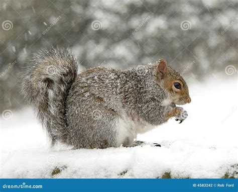 Squirrel in the snow stock photo. Image of winter, grey - 4583242