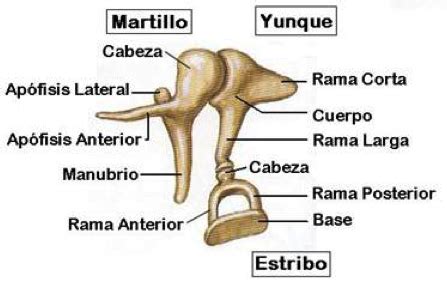 Cual es el hueso mas pequeño del cuerpo humano Cocupo