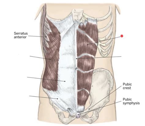 Abdominals Identification And Nerves Flashcards Quizlet