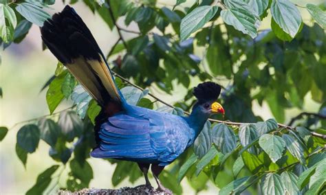 Birding Safaris In Semuliki National Park Uganda Safaris