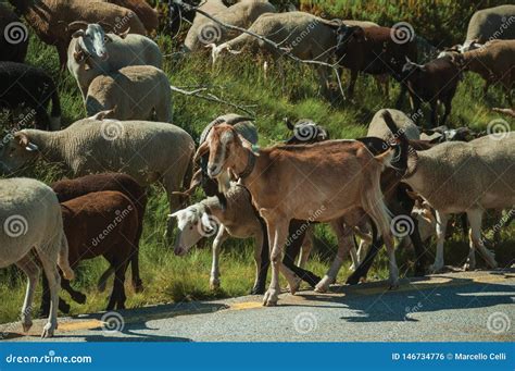 Rebanho Das Cabras Que Pastam No Sward Ao Lado Da Estrada Foto De Stock