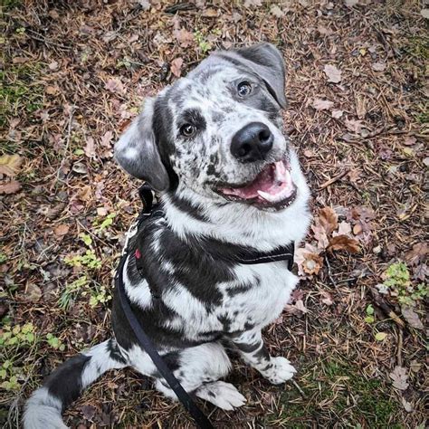 Australian Shepherd Lab Mix: Is It the Right Breed for You?