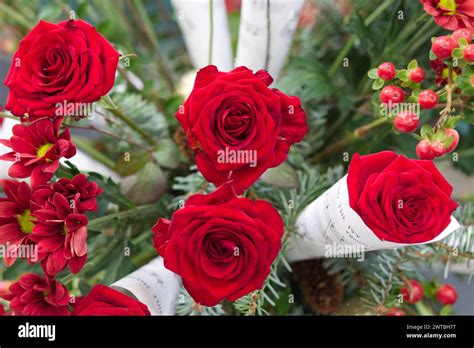 Red Roses And Music Sheets Stock Photo Alamy