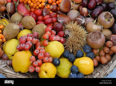 Diversi Tipi Di Frutta E Frutti Selvatici Ammissione Dettagliata