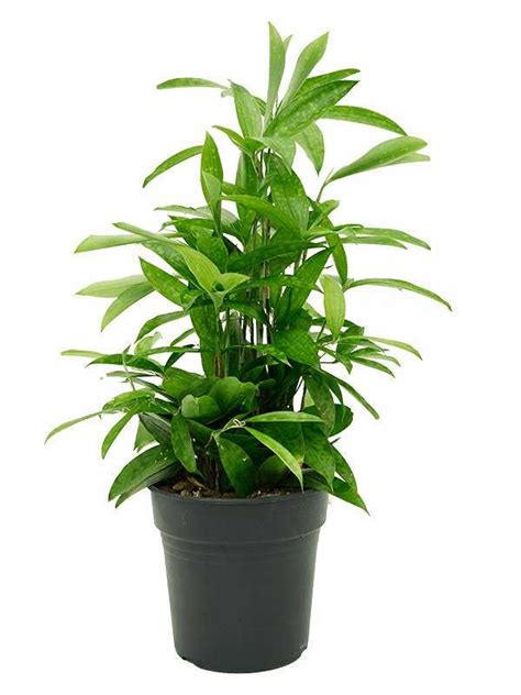 Dracaena Surculosa Lubera De