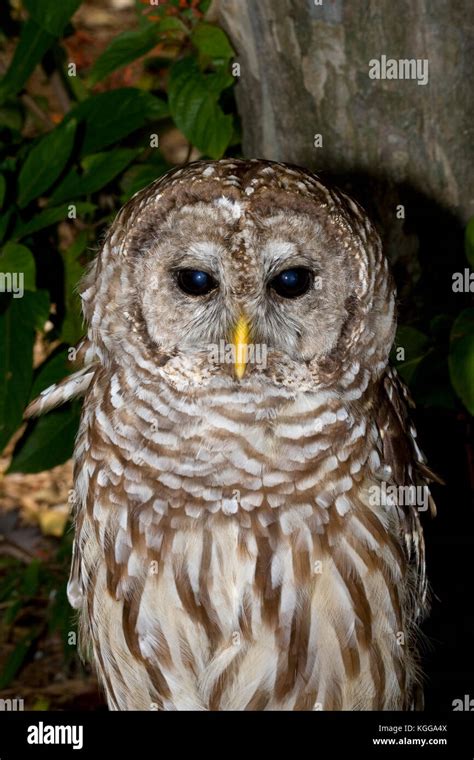 Barred Owl Strix Varia Stock Photo Alamy