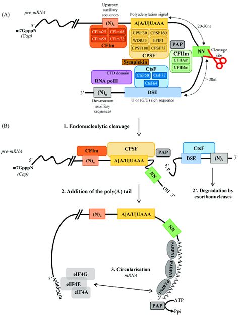 Cis Regulatory Sequence Elements And Protein Factors Involved In Download Scientific Diagram