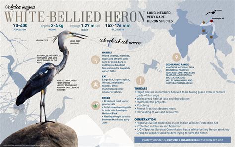 White-bellied Heron: Facts, Diet, Habitat