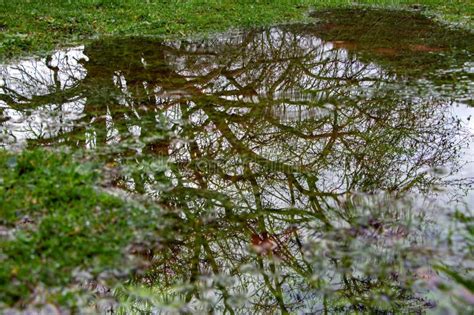 Reflection Of Trees In A Puddle Of Water Reflection Of Tree Branches