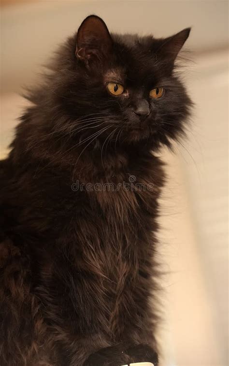 Cat Of The Breed Chantilly Tiffany Stock Photo Image Of Kitten Home