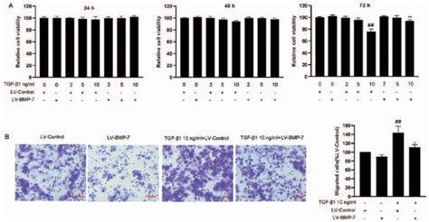 Bmp Overexpression Reverses The Tgf Induced Suppression Of