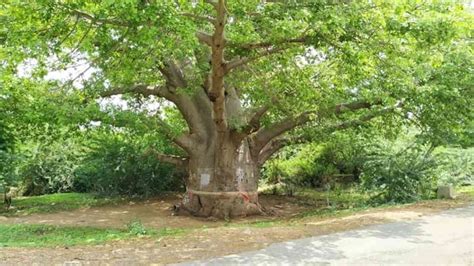 Delhi Hc Halts The Felling Of A Sixty Year Old Peepal Tree On